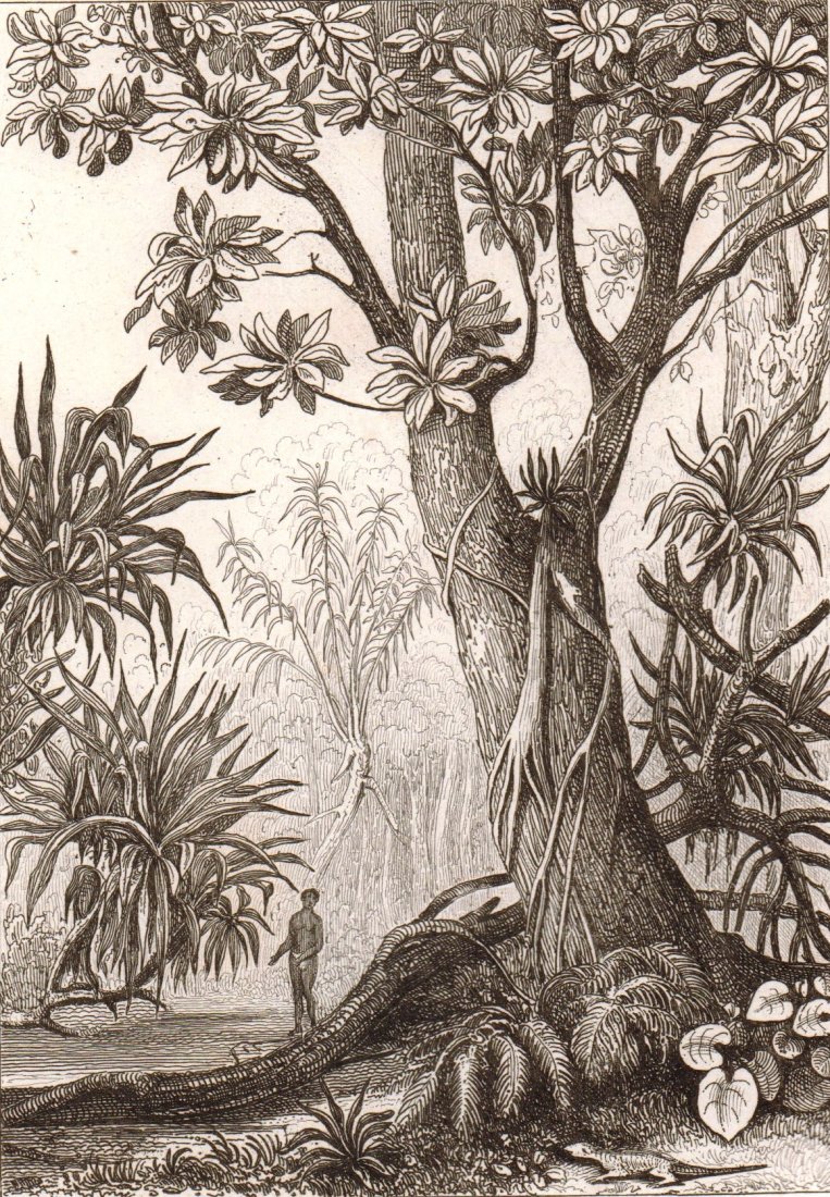 View Caught in the woods. Island of Mariana. 1836.: Print of steel engraving titled „Vue Prise dans les bois“. Author Danvin. Engraved by Chavannes. From the „Oceanie ou cinquieme partie du monde. Revue geographique et ethnographique de la Malais