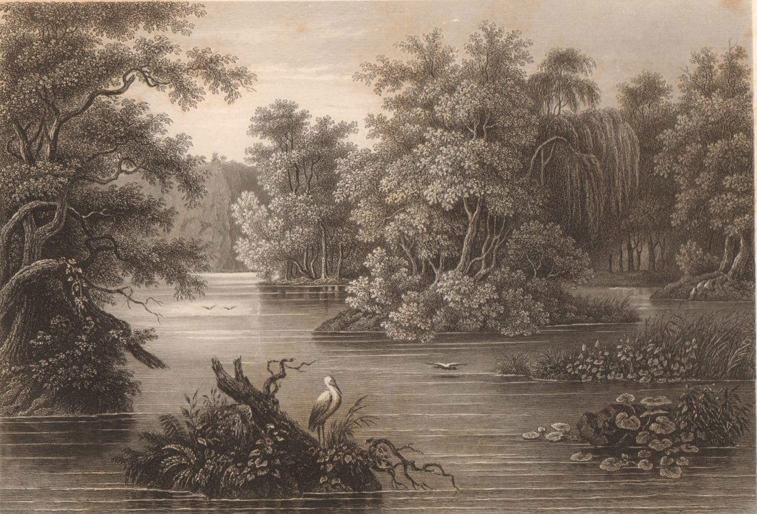 Jungle scenery at Lehigh. Pensylvania.  USA. 1840. (1 of 3)