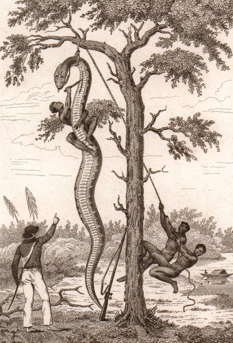 Snake hunters. Colombia. 1835 - 1841. (1 of 3)