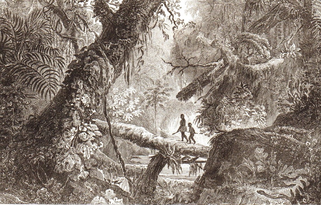 Jungle. Gran Chaco. Paraguay. South America.: Jungle. Gran Chaco. Paraguay. South America. 1835 - 1841. Print of steel engraving titled Foret vierge Grand Chaco“. Author Danvin. Engraved by unknown. Published in L‘Univers Pittoresque ou Histo