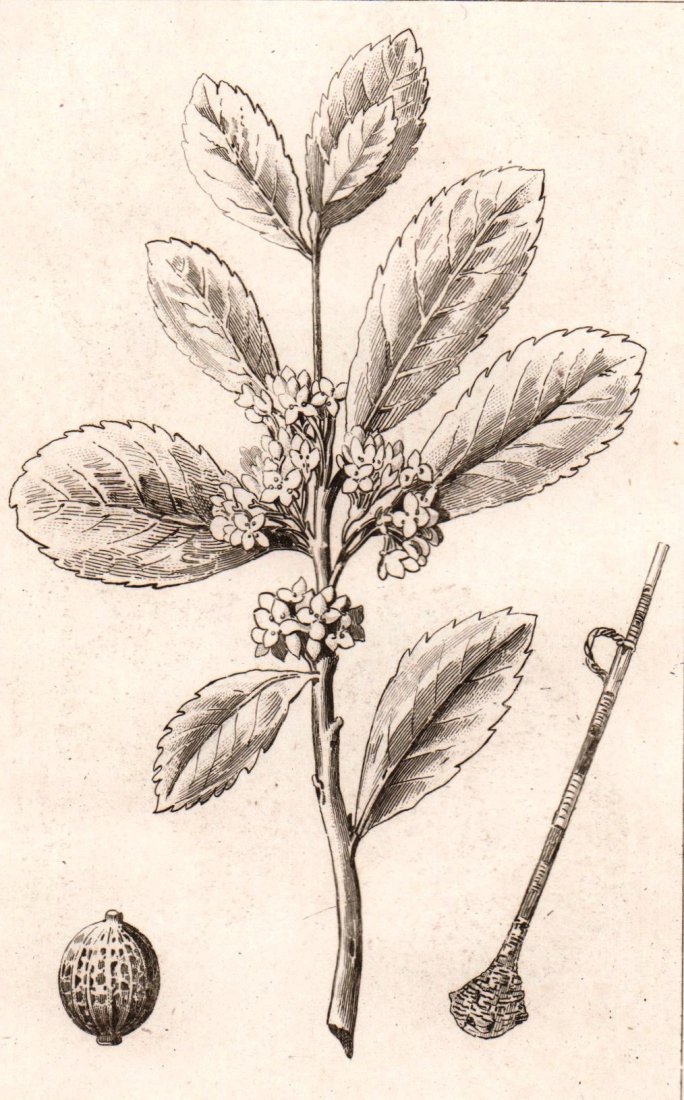 Yerba mate. Paraguay. South America. 1835 - 1841.: Print of steel engraving titled Monographie du Mate Uruguay“. Author Danvin. Engraved by Branche. Published in L‘Univers Pittoresque ou Histoire et description de tous les peuples“