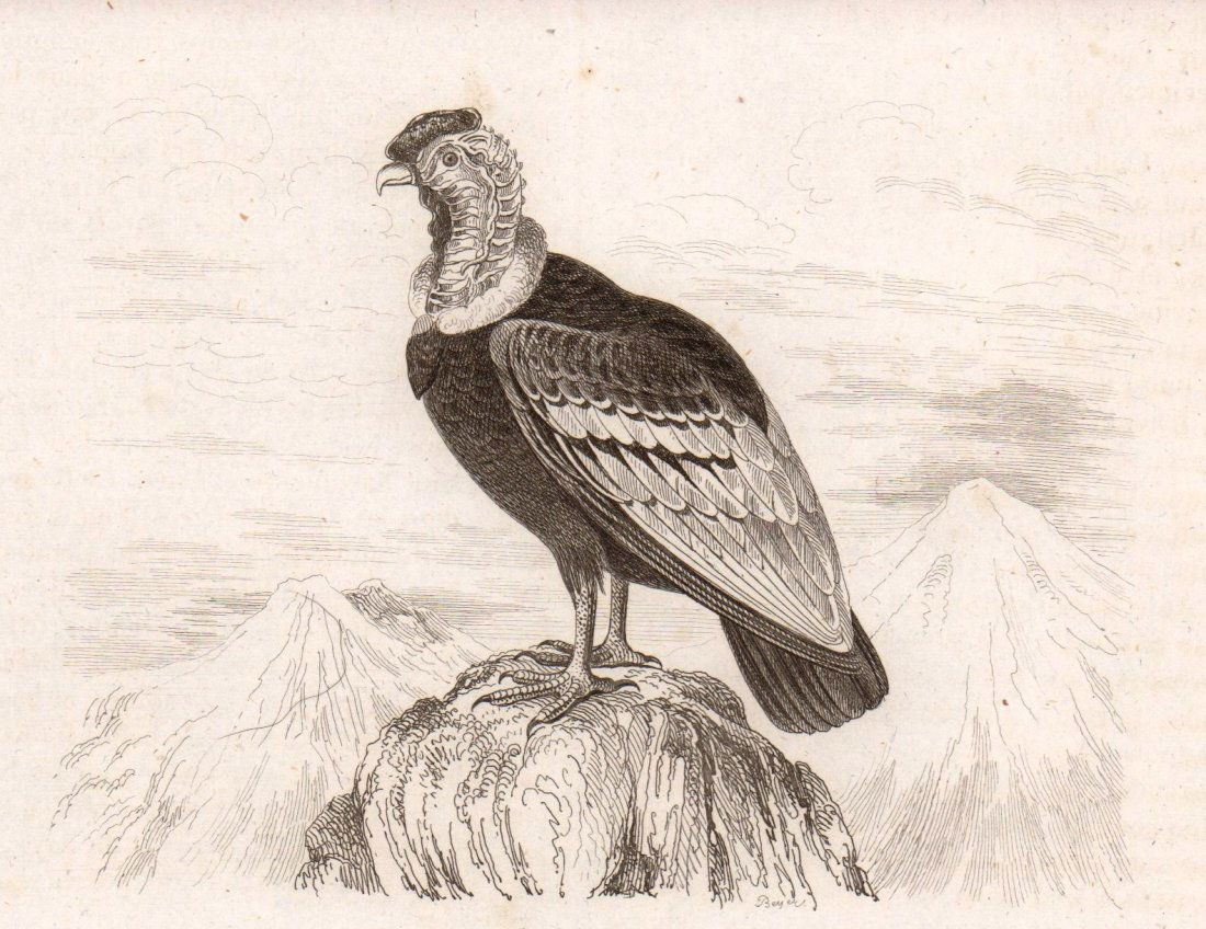 Grand condor or vulture of the Andes. Chile 1836. (1 of 3)