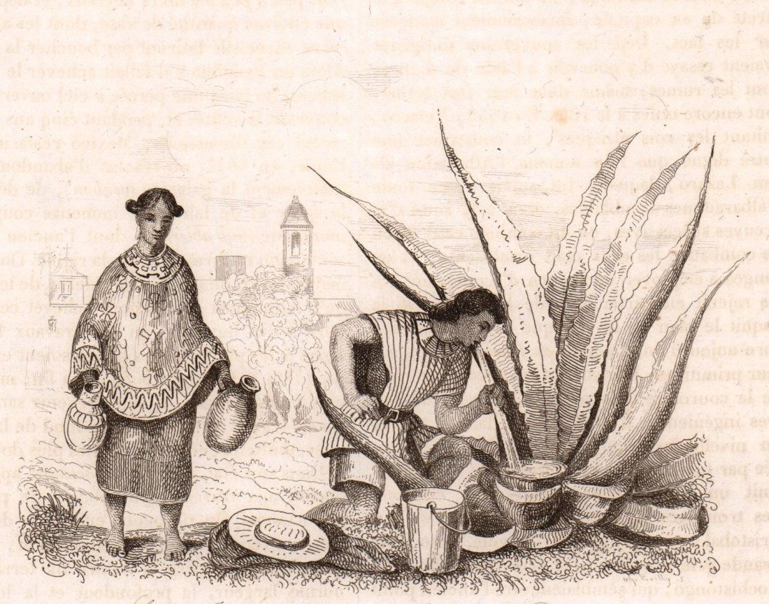 Indian maid. Extracting Pulque. Mexico. 1836. (1 of 3)