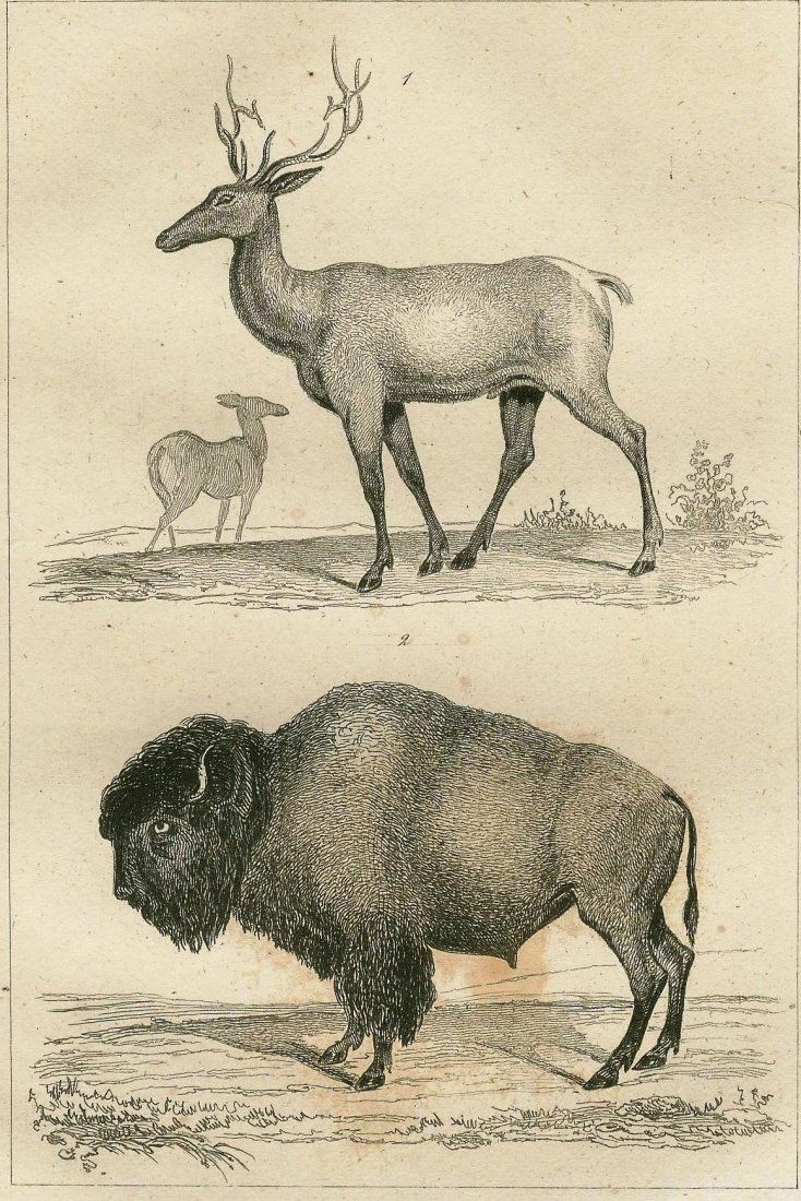 American elk and bison. 1837. (1 of 3)