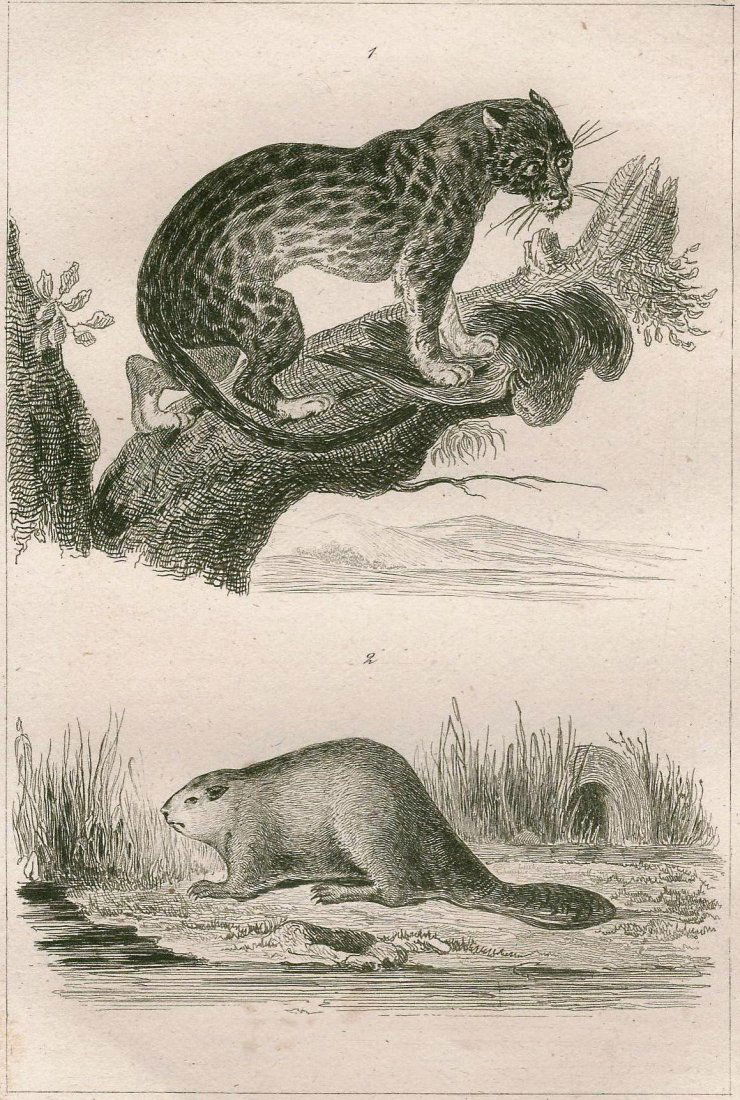 Ocelot and beaver. ~1838. (1 of 3)