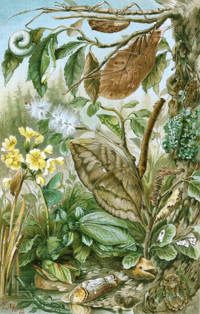 Variety of insects. 1902.: Chrome lithography. From Брем, Альфред Эдмунд (Alfred Edmund Brehm), Жизн&