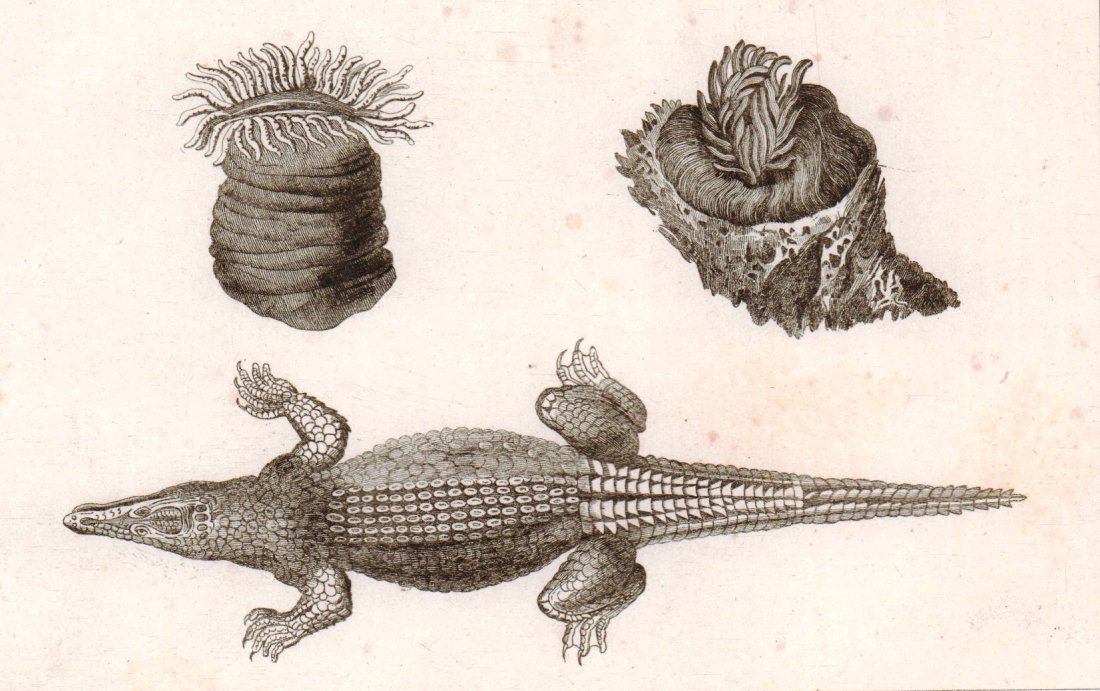 Sea anemones and crocodile. Borneo. Indonesia. 1836.: Print of steel engraving titled „Actinies et Crocodile“. Author unknown. Engraved by Cezanave. From the „Oceanie ou cinquieme partie du monde. Revue geographique et ethnographique de la Malaisie