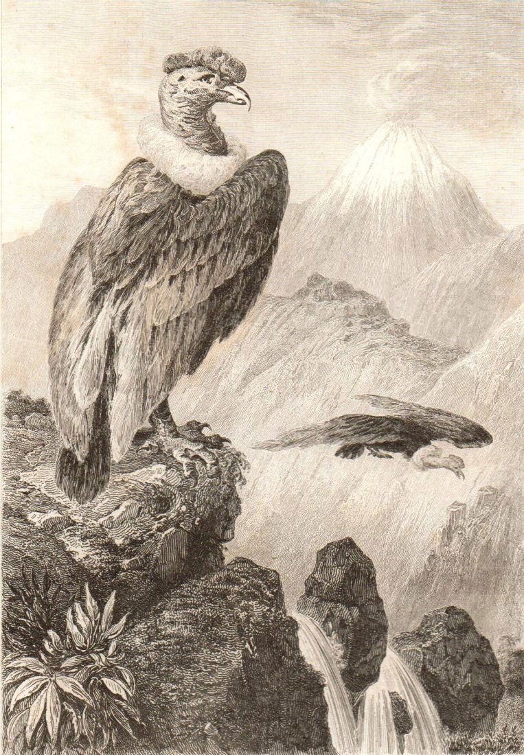 The Condor. Chile. South America. 1856. (1 of 3)
