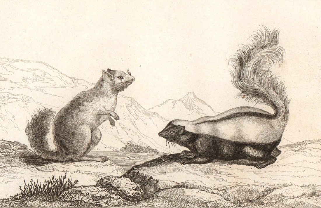 Chinchilla and Skunk. Chile. South America. 1856.: Print of steel engraving titled „Chinchella. Chinche“. Drawn by Vernier. Engraved by Chaillot. From „l‘Univers. Histoire et Description de tous les peuples. Amerique Meridionale, iles diverses