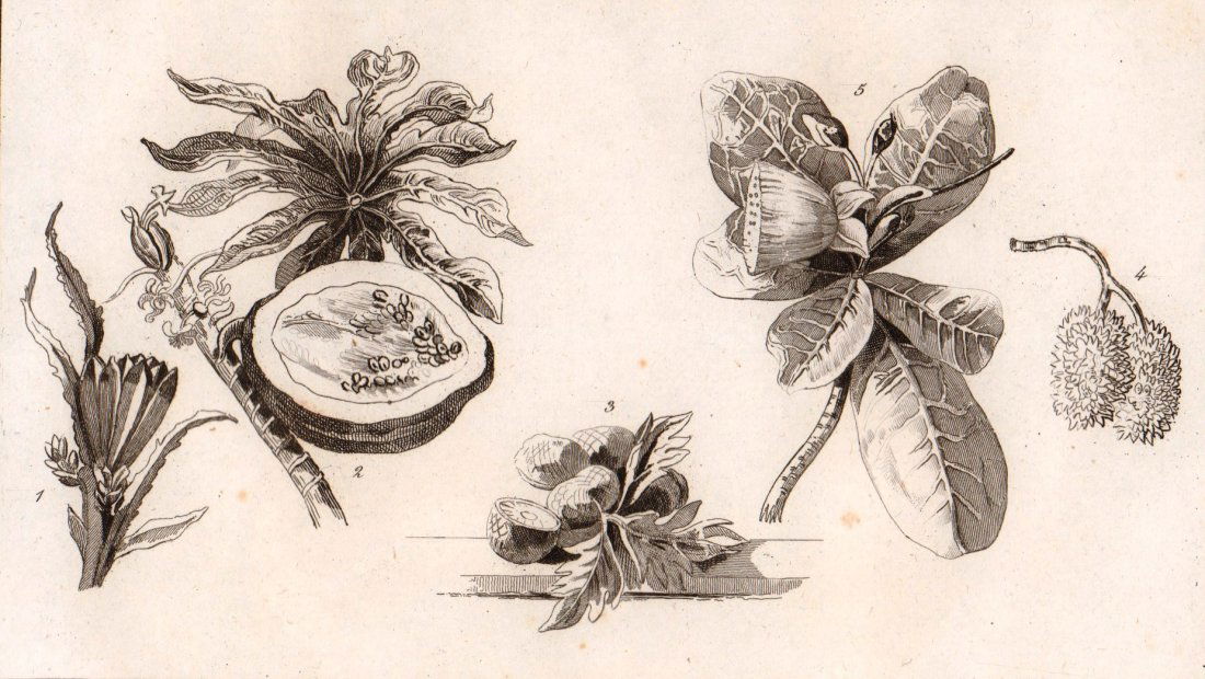 Plants. Oceania/Australia. 1863. (1 of 3)