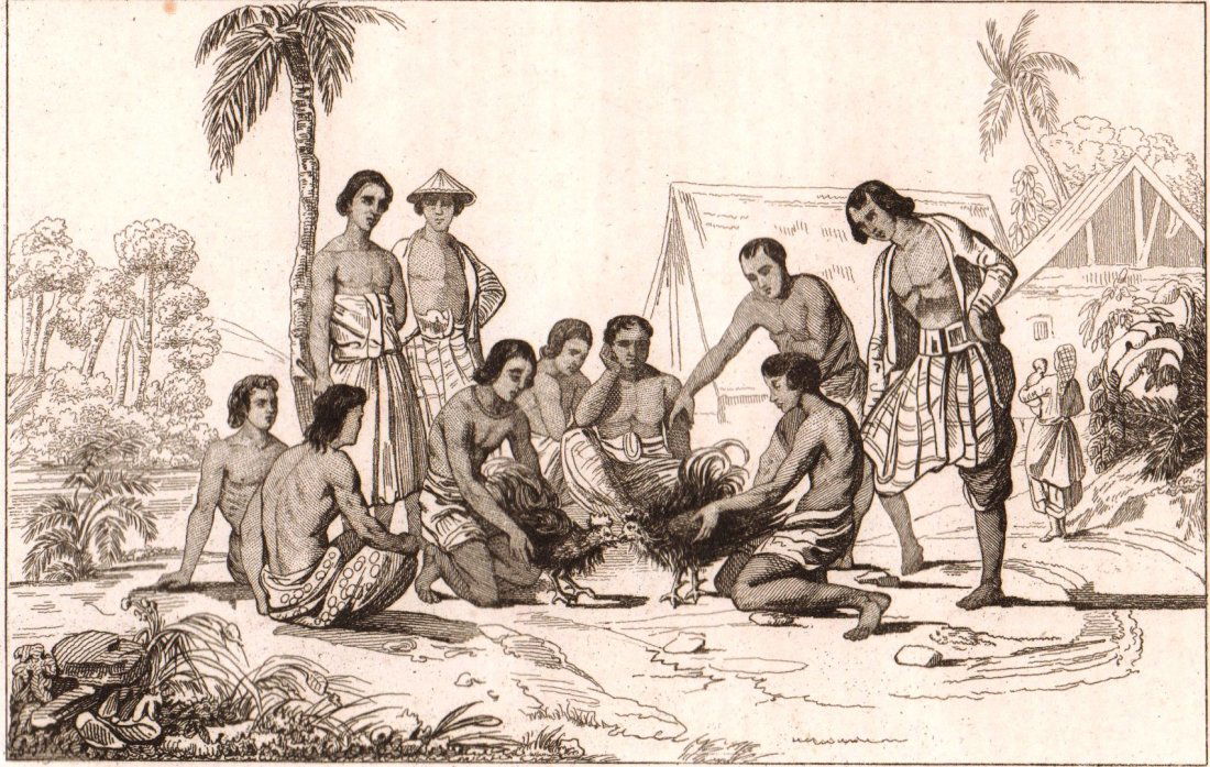 Cockfight. Oceania/Australia. 1863. (1 of 3)
