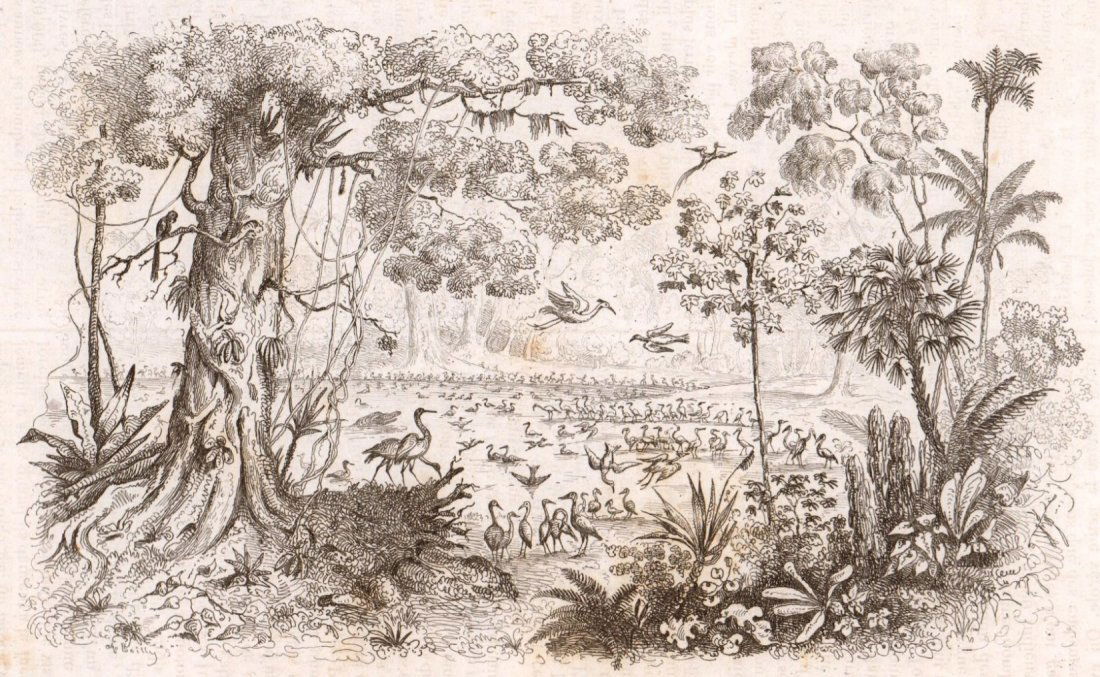 Rio São Francisco river. Brazil. 1836. (1 of 3)