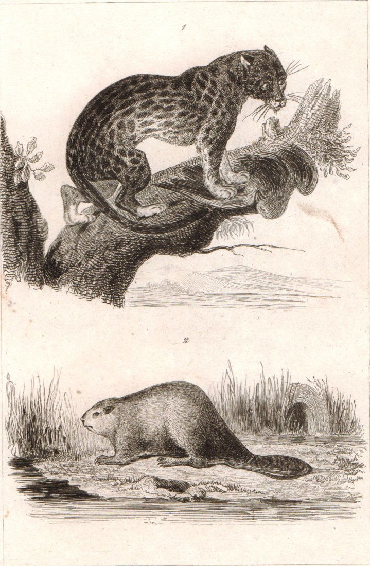 Ocelot. Beaver. United States. North America. 1839. (1 of 3)