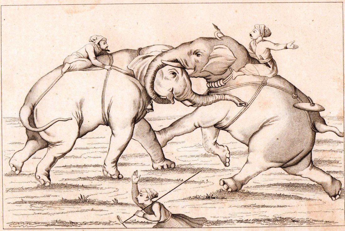 Elephants fighting. India. 1845. (1 of 2)