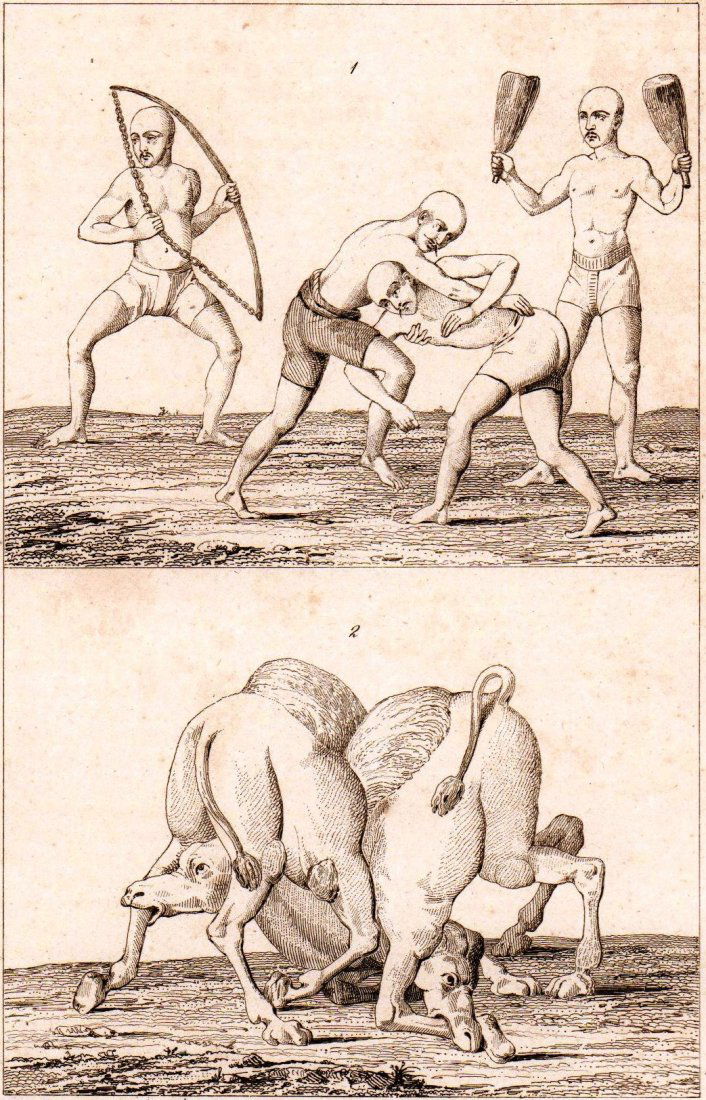 Gymnastic. Camels. India. 1845. (1 of 2)