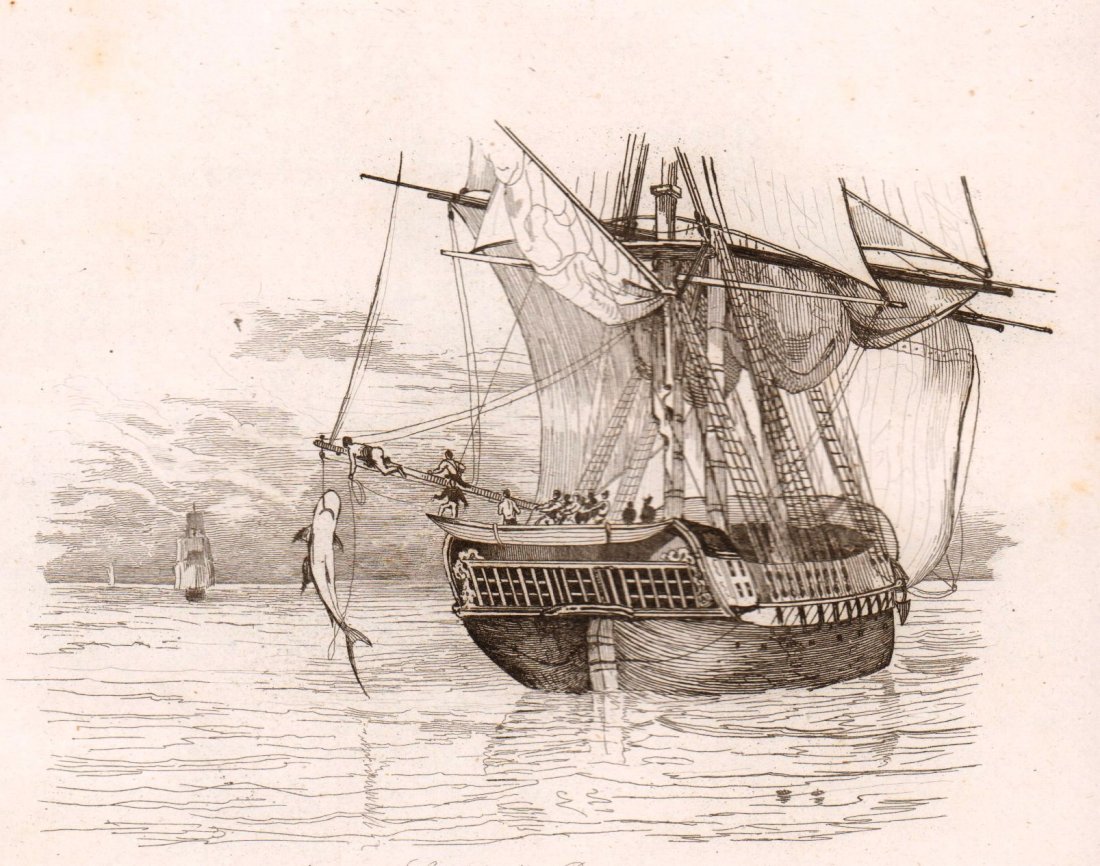 Fishing a shark. Tenerife. 1835.: Print of steel engraving titled „La peche d‘un Requin“. Drawn by unknown. Engraved by unknown. From „Voyage pittoresque autour du monde. Resume general des Voyages de decouvertes“ by M. Dumo