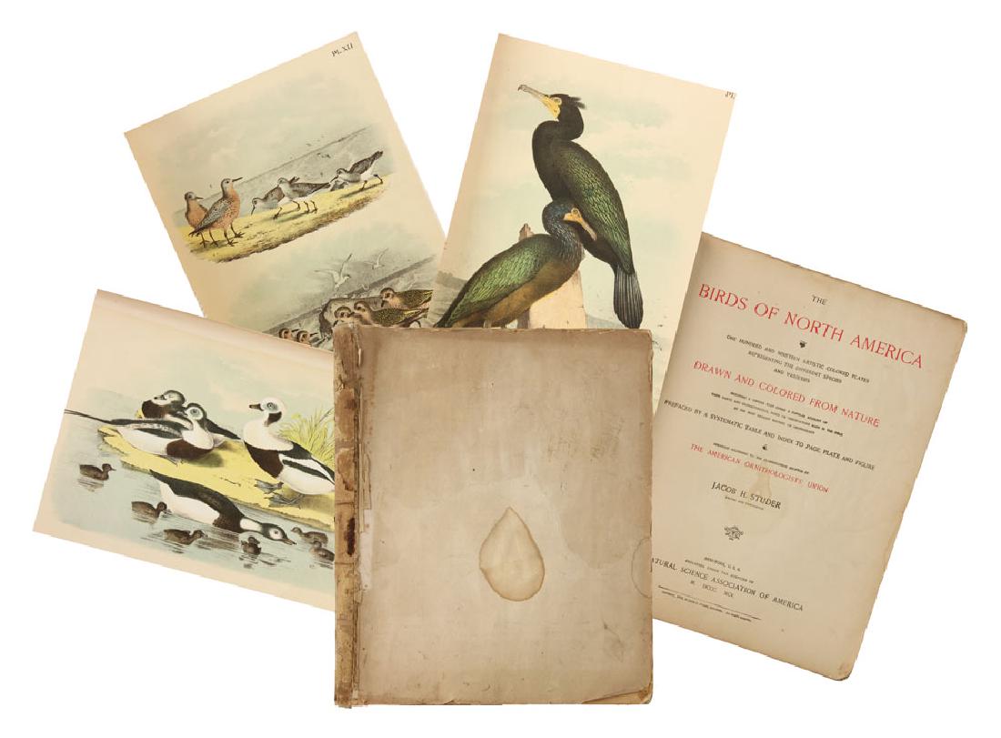 The Birds of North America by Jacob Studer: The Birds of North America edited by Jacob H. Studer, classified by the American Ornithologists' Union, published by the Natural Science Association of America, 1888, having 119 chromolithograph plate