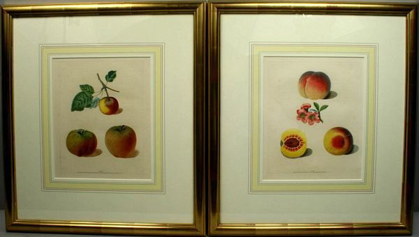 BROOKSHAW, APPLES & PEACHES, (2) ENGRAVINGS: Artist: George Brookshaw, Title: Pl. LVI, Apples and Pl. XXVII, Peaches, Pub: Longman, Hurst, Rees, Orme and Brown, Date: 1817, Medium: Line and stipple engraving printed in color with additional hand