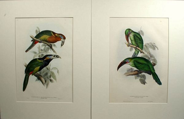 TWO 19th CENTURY JOHN GOULD BIRD LITHOGRAPHS: Artist: Elizabeth Gould and Edward Lear, Title: Pteroglossus Sulcatus from Monograph of the Trochilidae and Pterroglossus Maculirostris from Monograph of the Trochilidae, Printmaker: Elizabeth Gould a