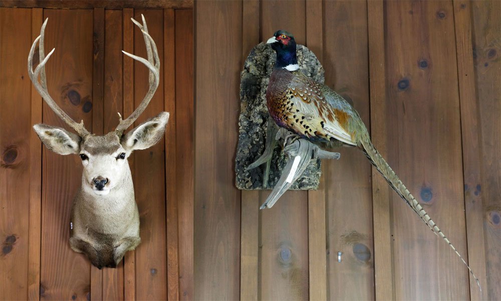 Lot of (2), Deer Head Trophy & Taxidermy Pheasant: Lot of two items, to include: deer head trophy, 35" x 27", and stuffed taxidermy pheasant, 31" x 20", mounted on wall plaque.