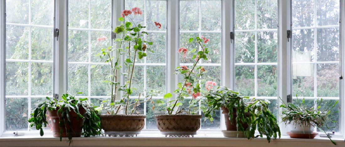 Collection of Large House Plants (1 of 5)