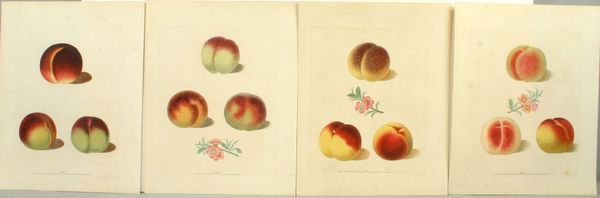 BROOKSHAW, PEACHES- (4) HC ENGR, C.1817: Artist: George Brookshaw, Title: Pl.23, 24, 26, 30, Peaches - set of 4, Pub: Longman, Hurst, Rees, Orme & Brown, Date: C.1817, Medium: Line & stipple engraving printed in color with additional hand co