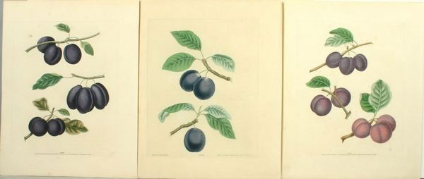 BROOKSHAW, PLUMS- (4) HC ENGR, C.1817: Artist: George Brookshaw, Title: Pl.11, 13, 17, Plums - set of 3, Pub: Longman, Hurst, Rees, Orme & Brown, Date: C.1817, Medium: Line & stipple engraving printed in color with additional hand color, P