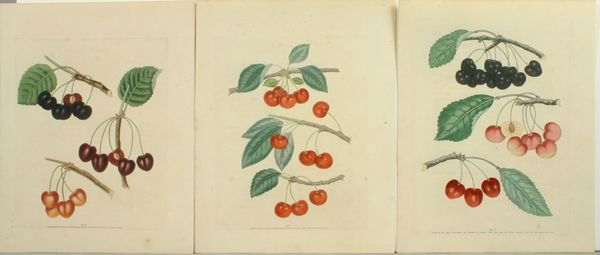 BROOKSHAW, CHERRIES- (4) HC ENGR, C.1817: Artist: George Brookshaw, Title: Pl.6, 7, 9, Cherries - set of 3, Pub: Longman, Hurst, Rees, Orme & Brown, Date: C.1817, Medium: Line & stipple engraving printed in color with additional hand color, P