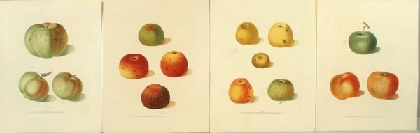 BROOKSHAW, PEACHES- (4) HC ENGR, C.1817: Artist: George Brookshaw, Title: Pl.55, 57, 58, 59, Apples - set of 4, Pub: Longman, Hurst, Rees, Orme & Brown, Date: C.1817, Medium: Line & stipple engraving printed in color with additional hand col
