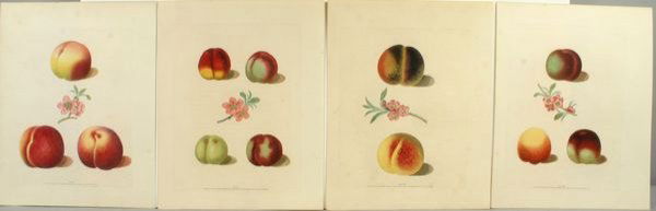 BROOKSHAW, PEACHES- (4) HC ENGR, C.1817: Artist: George Brookshaw, Title: Pl.22, 25, 31, 33, Peaches - set of 4, Pub: Longman, Hurst, Rees, Orme & Brown, Date: C.1817, Medium: Line & stipple engraving printed in color with additional hand co