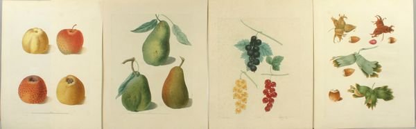BROOKSHAW,APPLE, ETC.- (4) HC ENGR,C.1817: Artist: George Brookshaw, Title: Pl.54, Apples & Pl.2, Pears & Pl. , Pl.3, Gooseberries & Hazelnuts - set of 4, Pub: Longman, Hurst, Rees, Orme & Brown, Date: C.1817, Medium: Line & stipple engraving