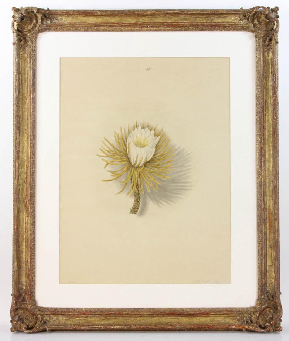 19th C. Color Print, Cacteae Cereus Grandiflorus (1 of 6)