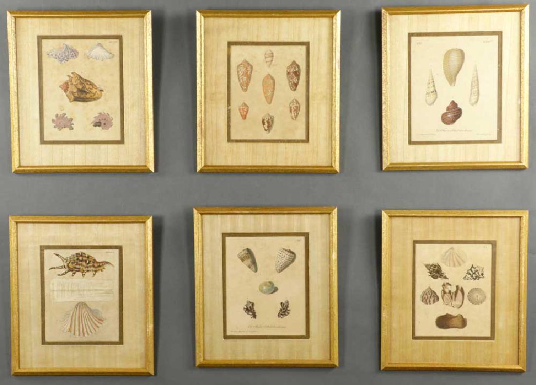 Set of (6) 19th C. Engravings of Seashells (1 of 7)