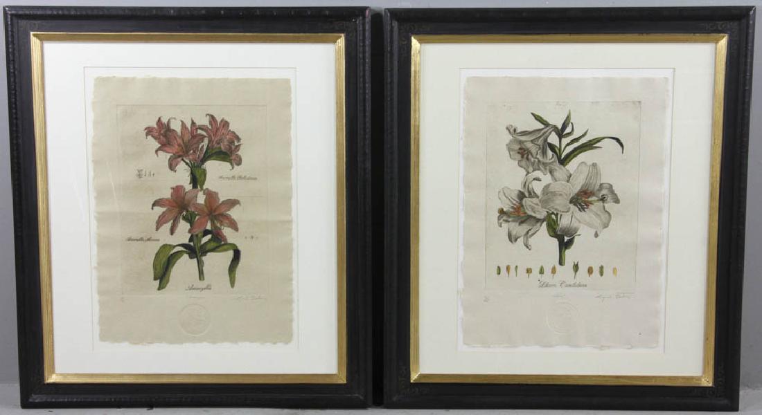 Botanical Print, Amaryllis, Lilium Candidum (1 of 6)