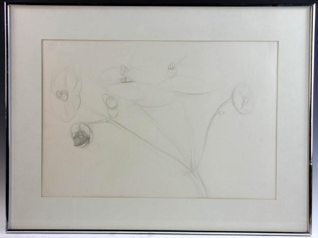 Philip Grausman, Violets, Pencil Drawing (1 of 4)