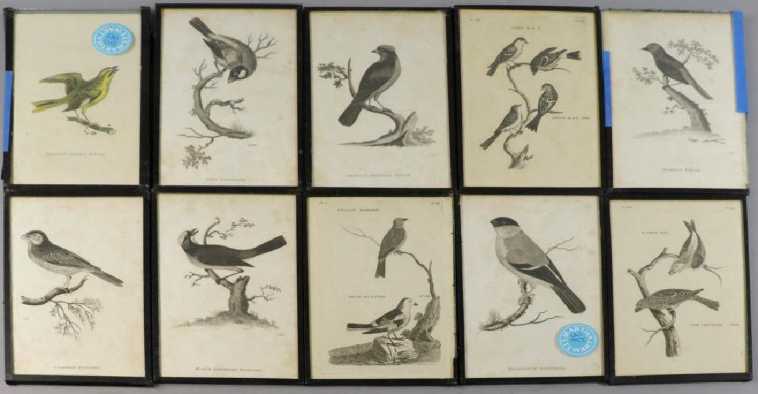 Circa 1817 Engravings of Birds (1 of 4)