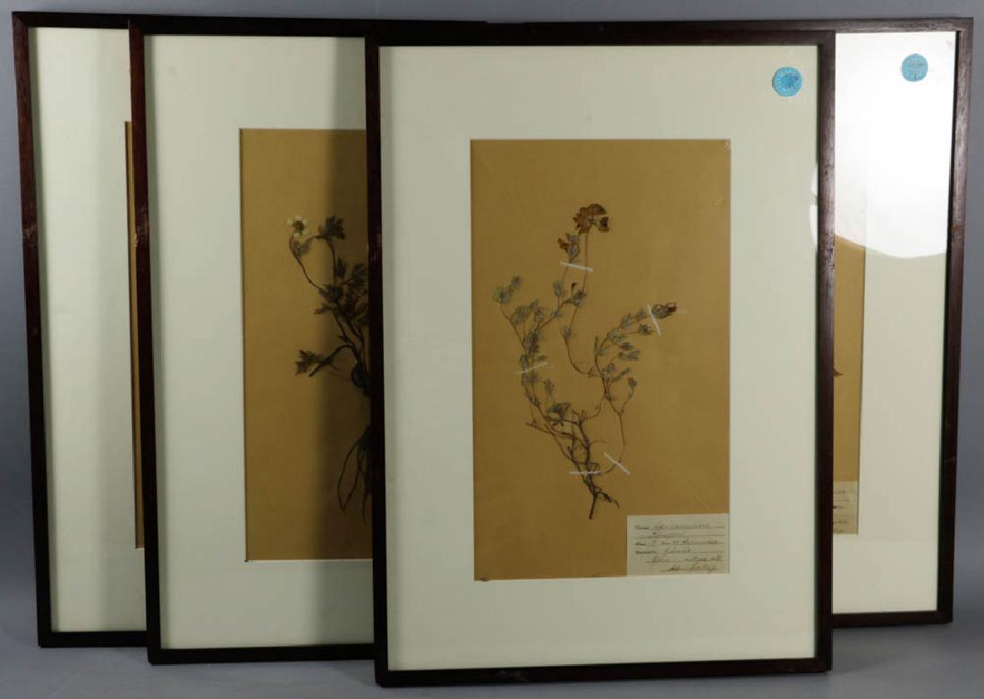 German Framed Botanical Specimens (1 of 3)