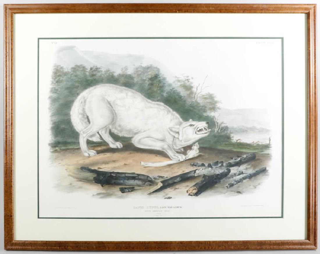 White American Wolf Lithographic Print (1 of 6)