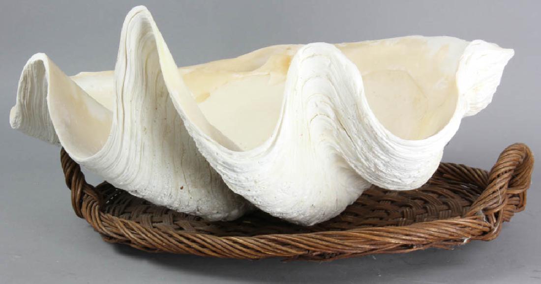 Giant Clam Shell (1 of 5)