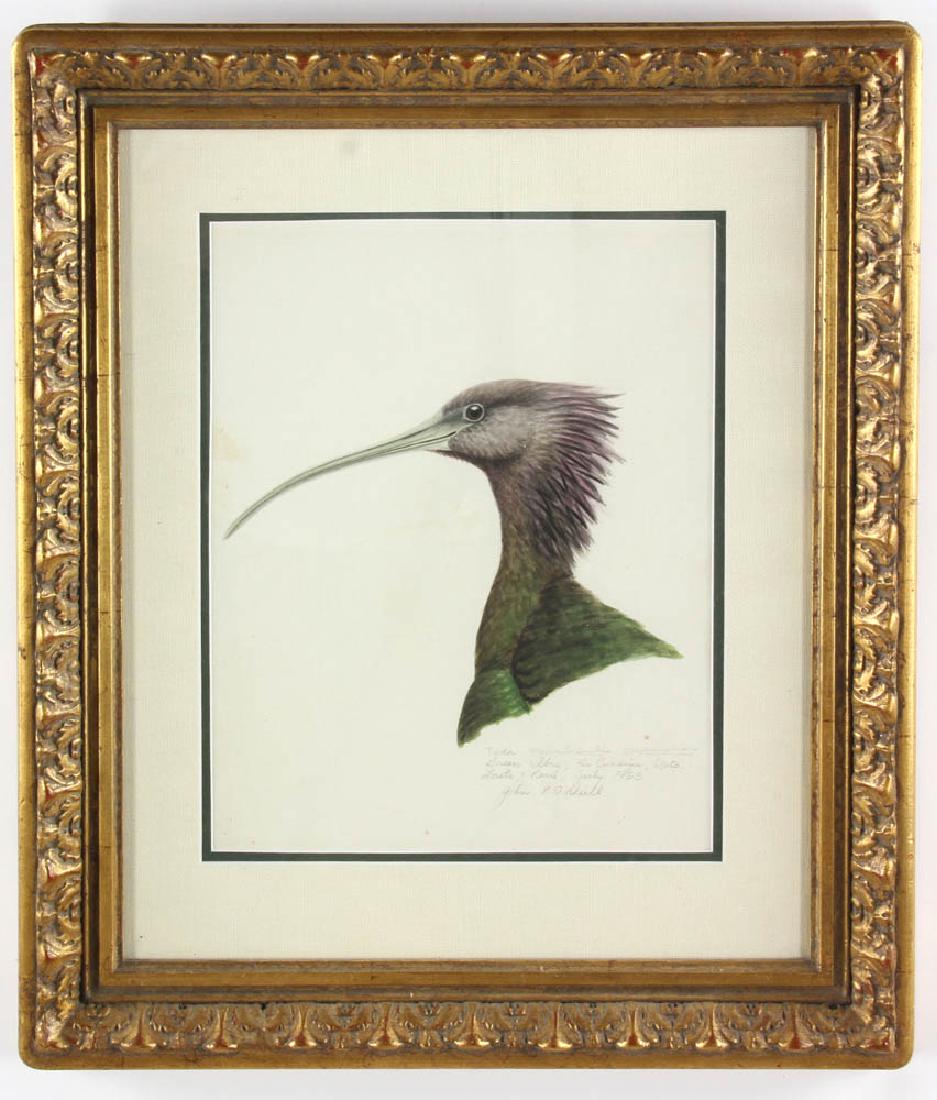John P. O'Neil Ibis Bird Watercolor (1 of 6)