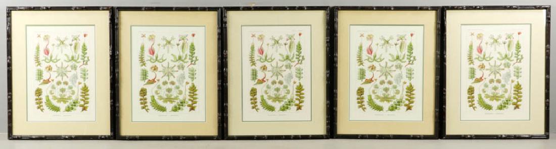 (5) 19th C. Style German Colored Botanical Prints (1 of 5)