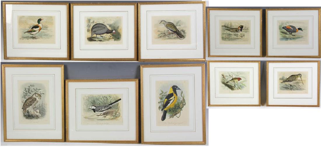 Collection of (13) JG Keulemans Bird Prints (1 of 9)