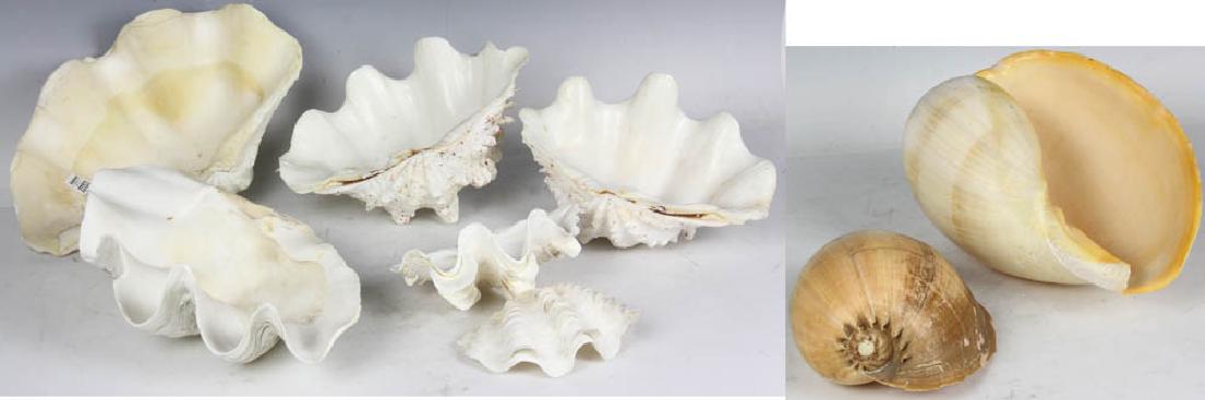 Group of (8) South Seas Shells (1 of 9)