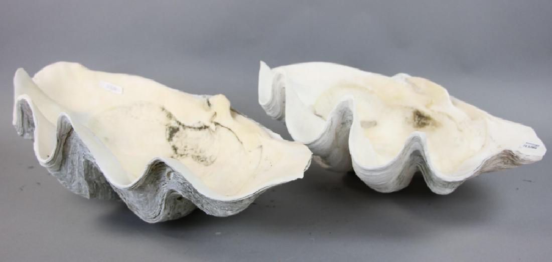 Two Large Clam Shells: Two large clam shells, 17" x 12 1/2" and 20" x 12".