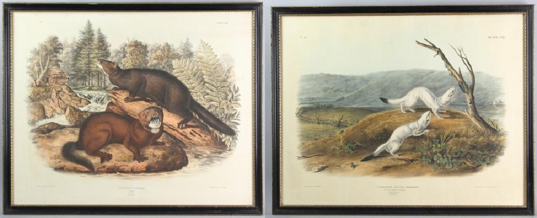 Two J. J. Audubon Prints, Weasel and Mink: J. J. Audubon, after J. T. Bowen, Philadelphia, Lithographs, two (2) prints to include Little Nimble Weasel, and Mink, 21 1/2" x 27 1/2", frame 23" x 29". Provenance: Beverly, Massachusetts collection