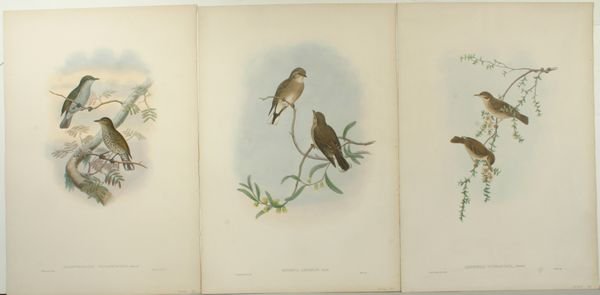 GOULD & HART, BIRDS (3), HC LITHO,C.1835