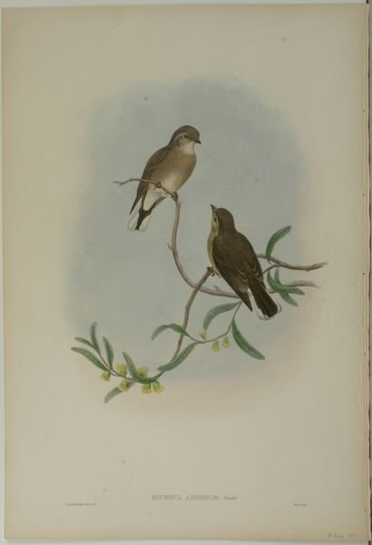 GOULD & HART, BIRDS (3), HC LITHO,C.1835 - 2