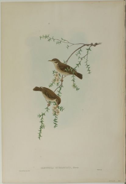 GOULD & HART, BIRDS (3), HC LITHO,C.1835 - 3