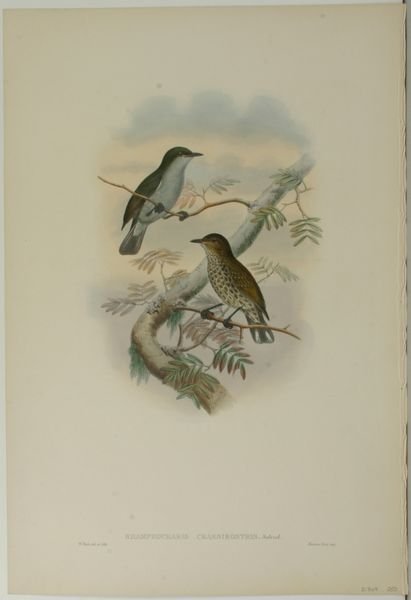 GOULD & HART, BIRDS (3), HC LITHO,C.1835 - 4