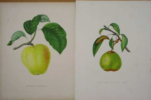 Pair, "Calville and Poire", A. Bivort & S. Bavay